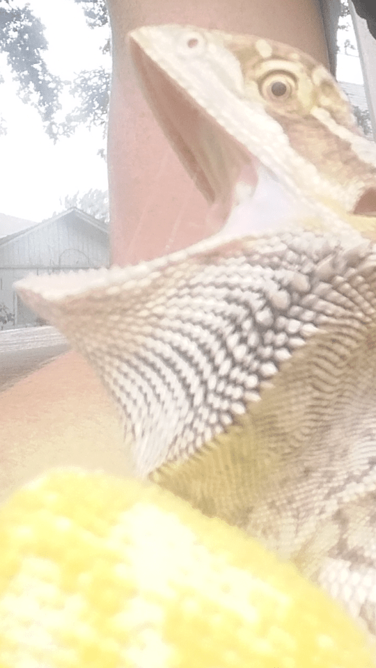 Screenshot_2017-07-13-10-38-57