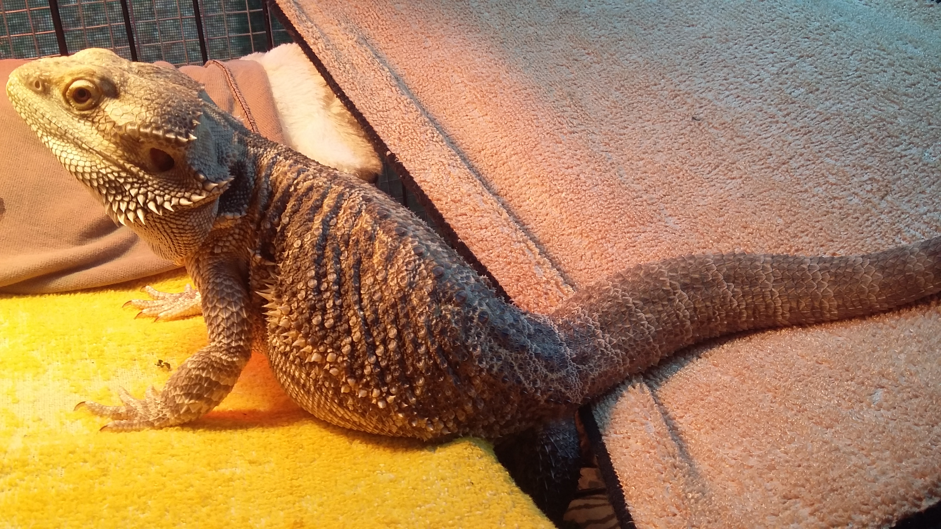 20181124_164521 - Copy