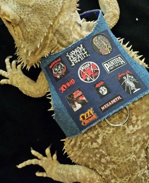 Temu And Their Unhappy&nbsp;Lizard?