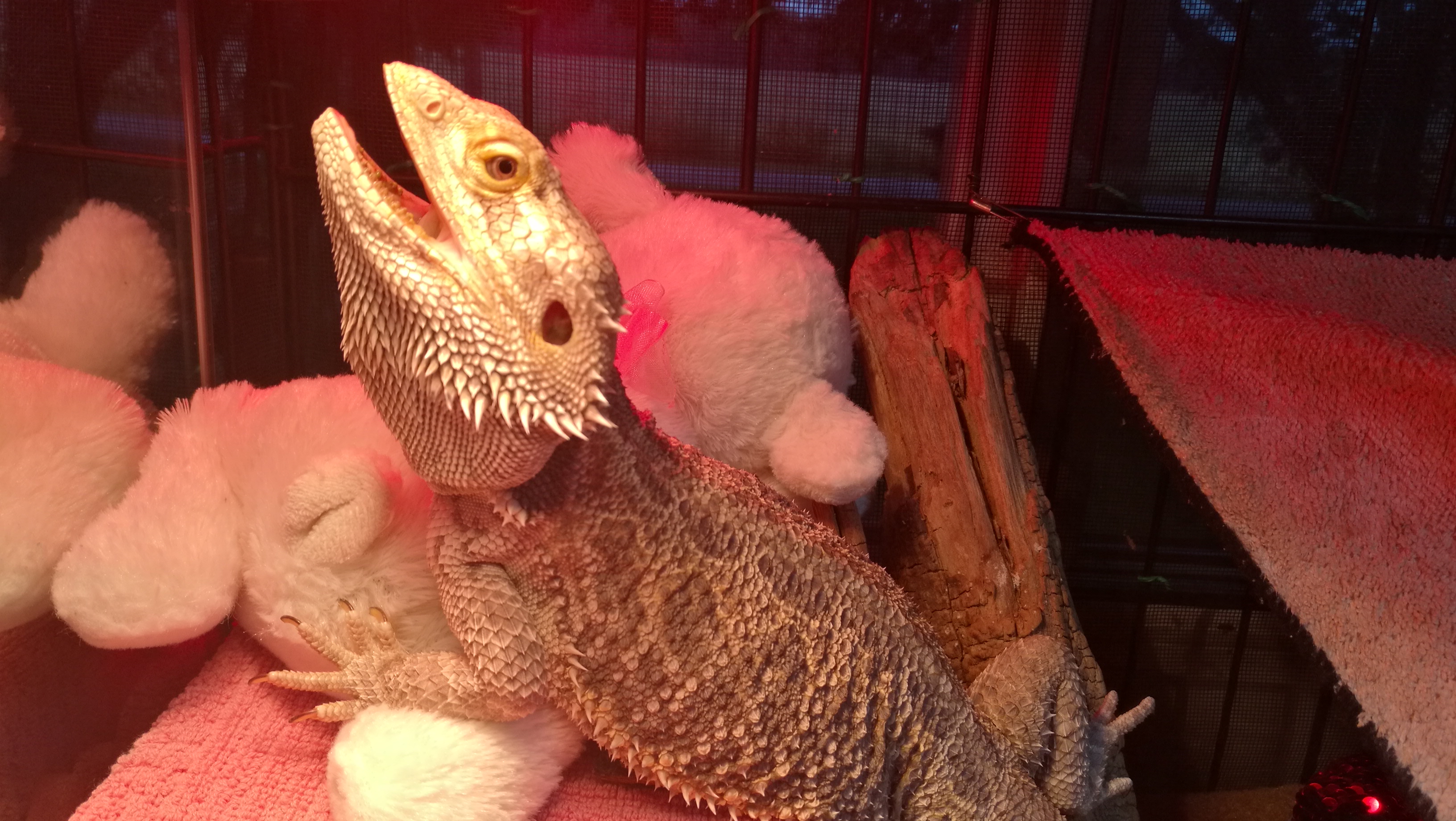 The Phases Of A Bearded Dragon's Life (\u0026 some diet tips) – LizardPlanet.com, image size:3264x1840