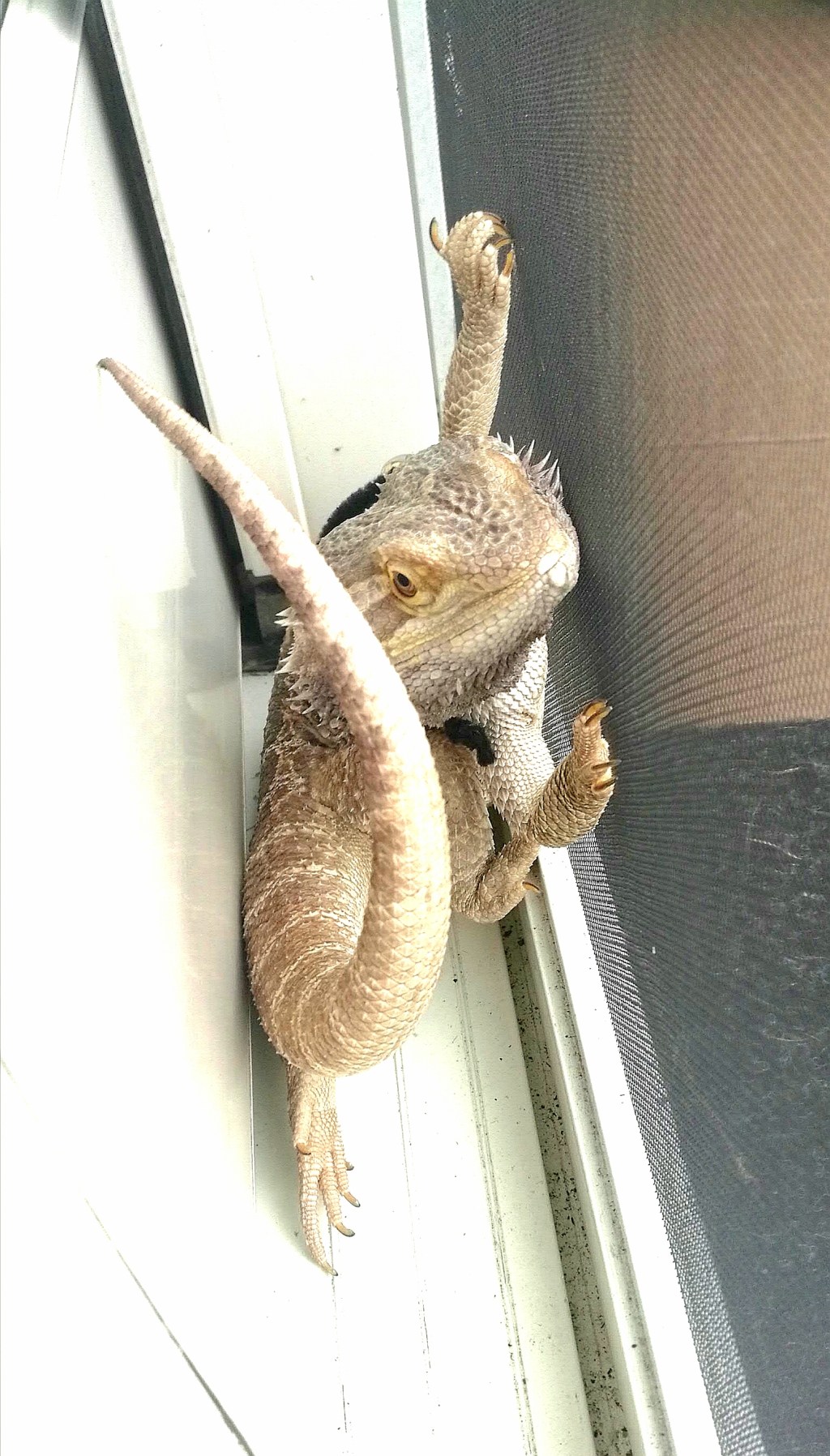 Funny Lizard Friday – Episode&nbsp;4