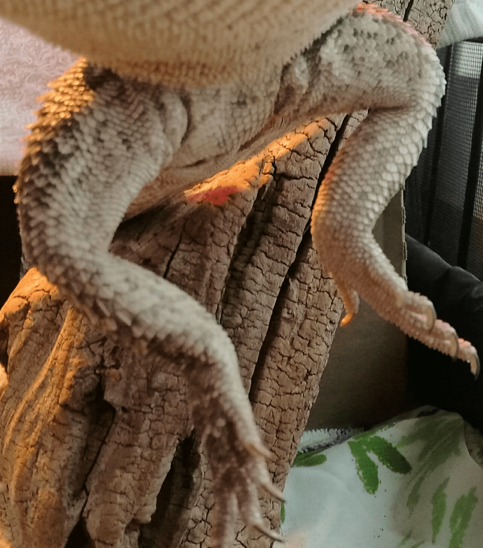 Funny Lizard Friday – Episode&nbsp;1