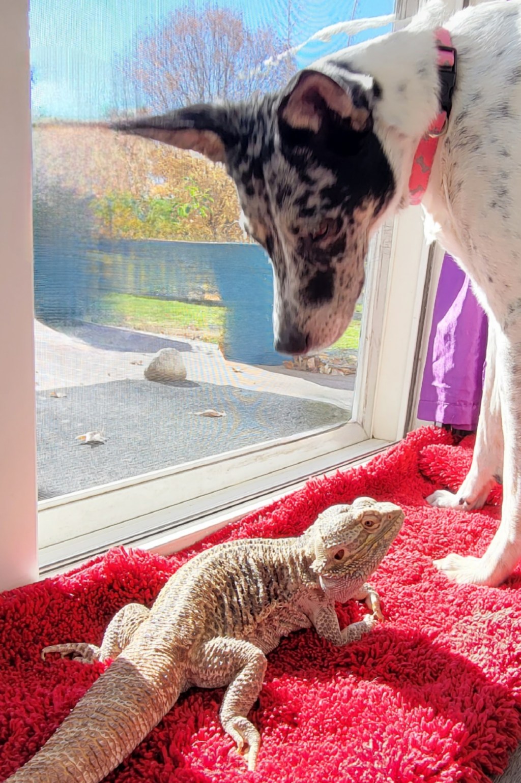 Interspecies Relationships