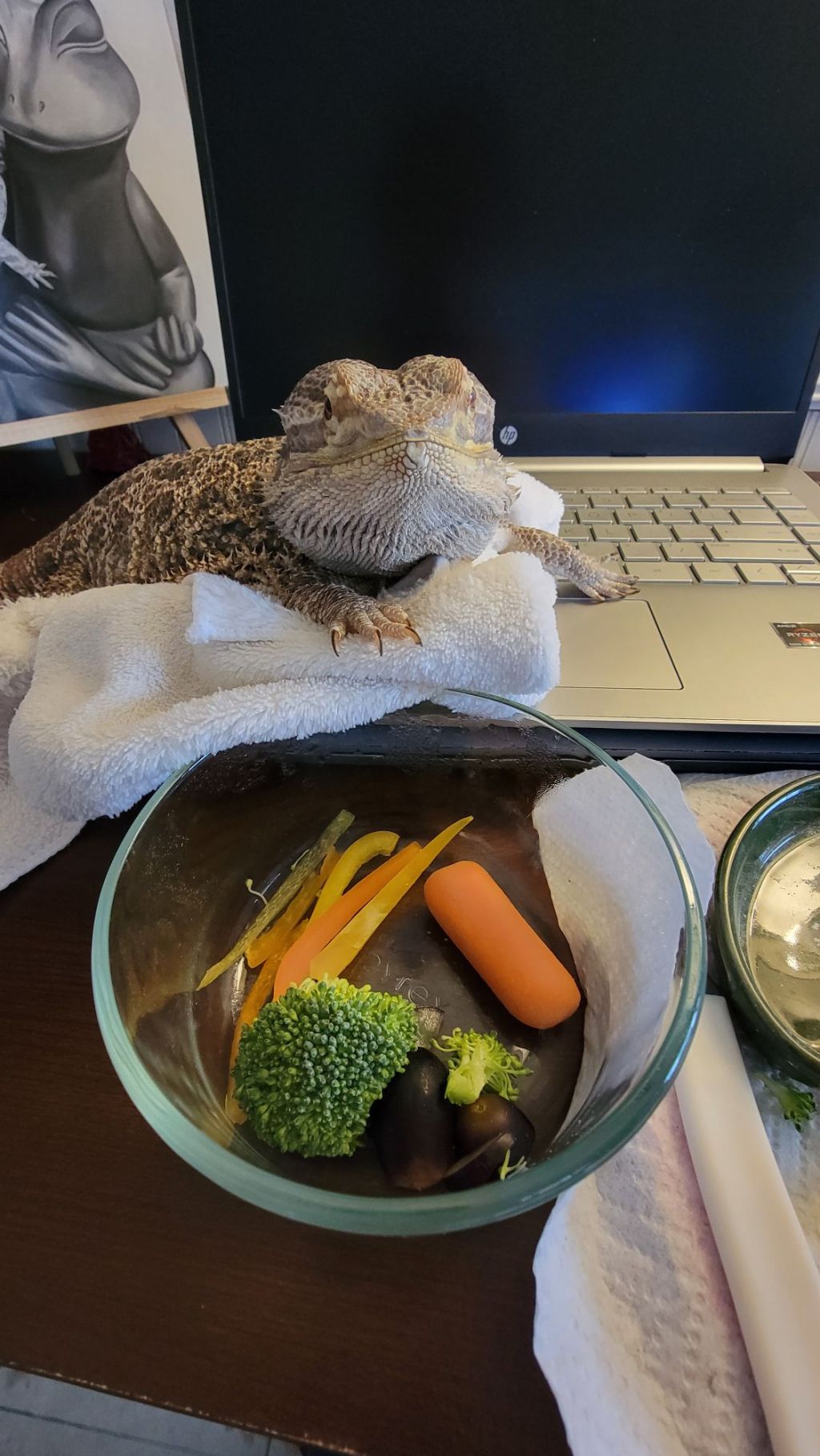 Some Lizards Don’t Drink Water&nbsp;(exactly)