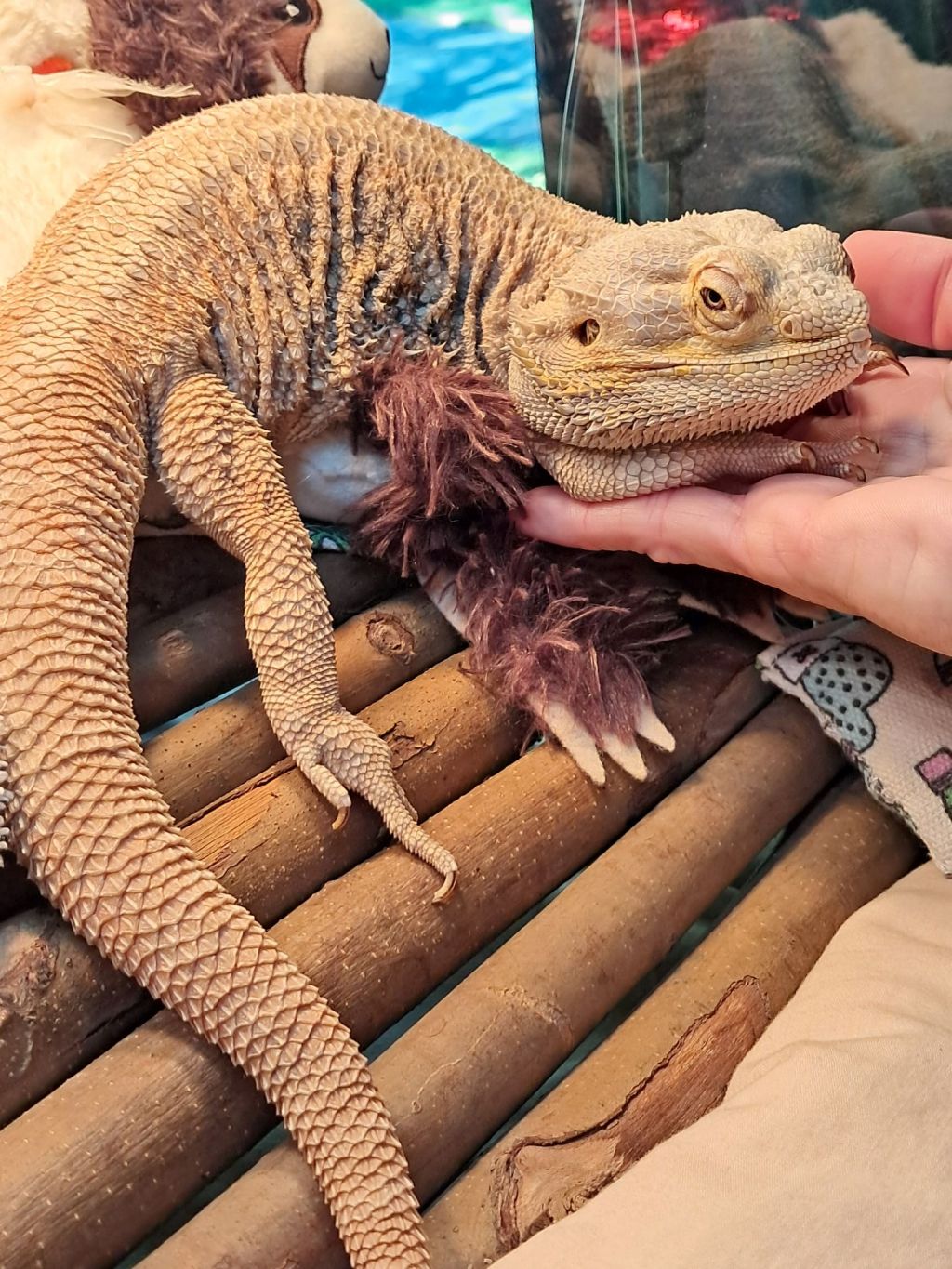 Which Lizard Is Right For&nbsp;You?