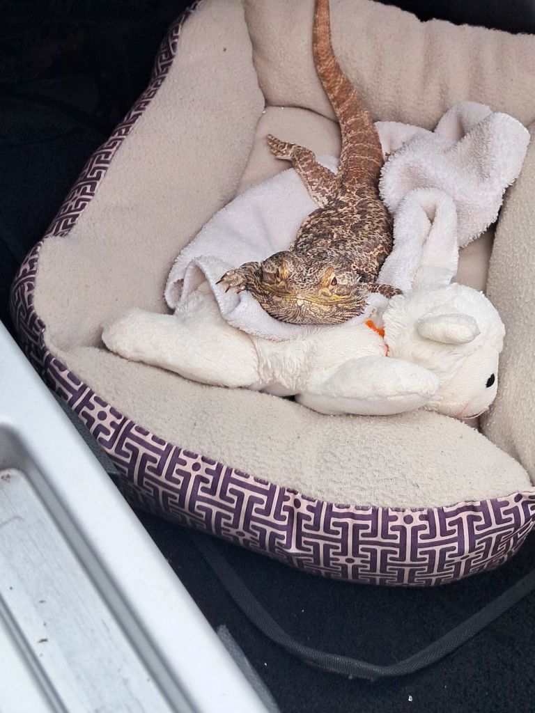 A bearded dragon lying on a soft blanket inside a pet bed, with a plush toy beside it.