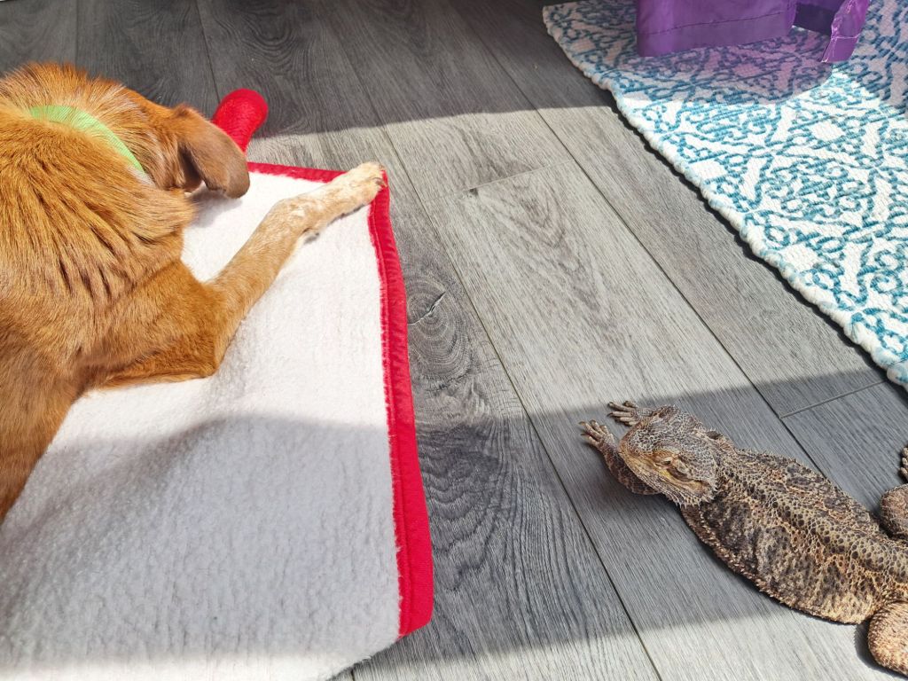 How To Keep Animals Separate In A Small&nbsp;House