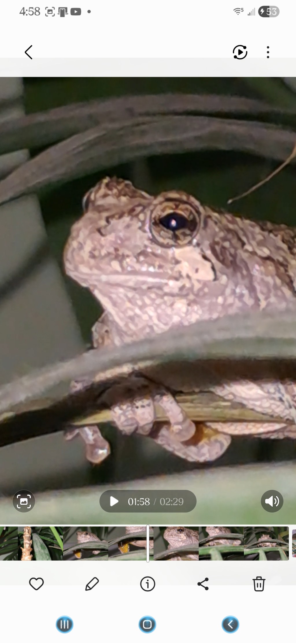 Meet Poppy the Pretty Hoppy&nbsp;Frog