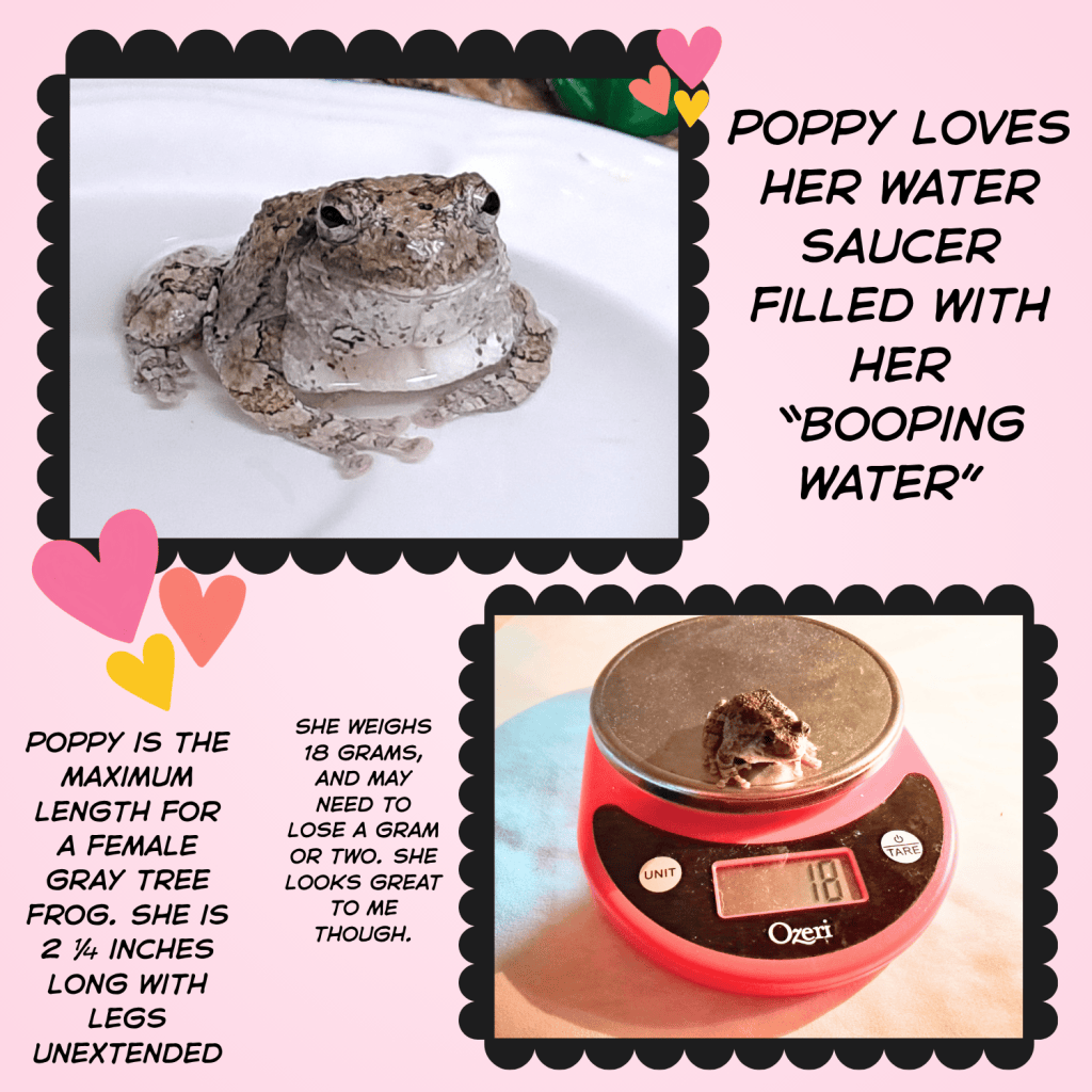 A gray tree frog named Poppy sitting in a water saucer, enjoying her 'booping water.'