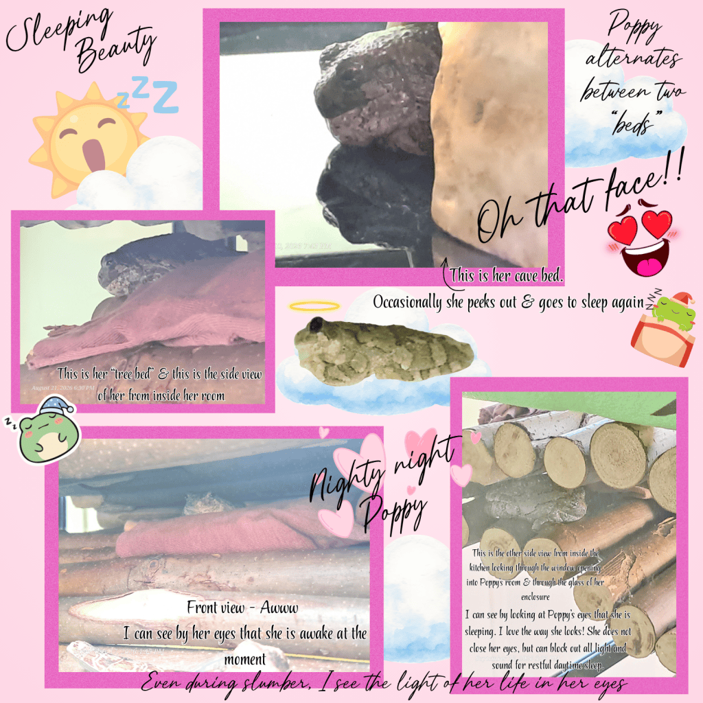 A collage of images showing a pet, presumably named Poppy, in various sleeping positions and locations, including a cozy bed. There are playful captions describing her sleeping habits and personality, with graphics like hearts and emojis for added visual appeal.