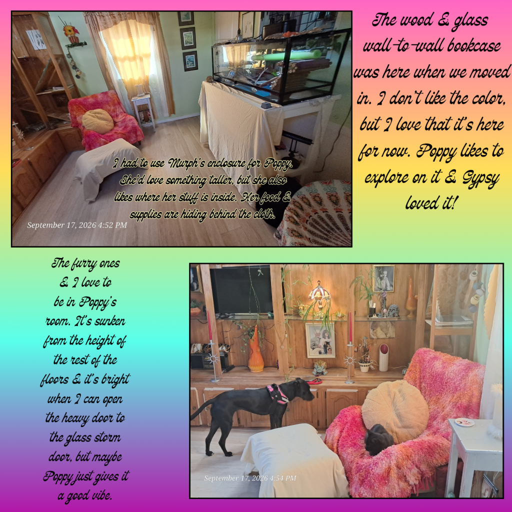 A cozy room featuring a wood and glass bookcase filled with various items. A colorful, fluffy chair sits next to it, with a pillow and a dog resting on it. Another dog is standing nearby, exploring the environment. Natural light filters in from a window, creating a warm atmosphere.