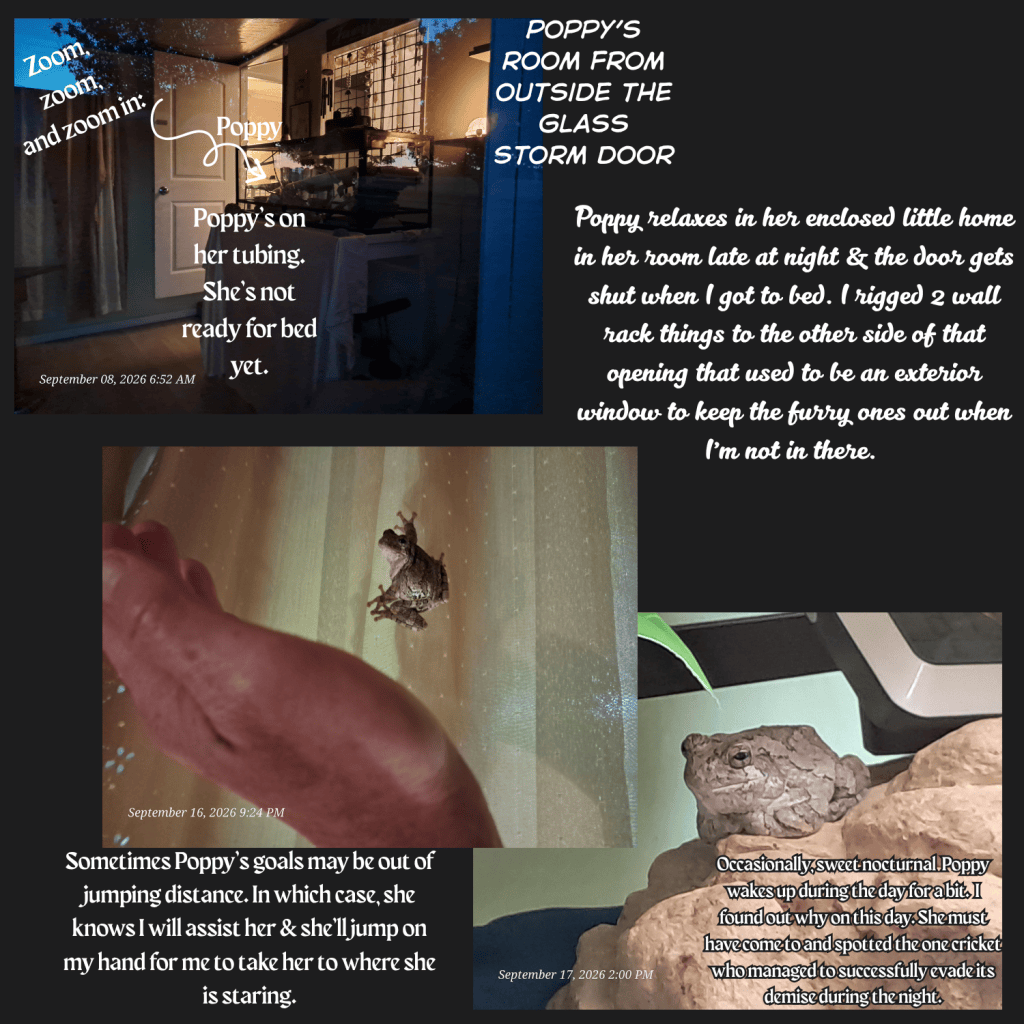 A nighttime view from outside a glass storm door, showing a cozy room with a small reptile named Poppy, who is not ready for bed yet.