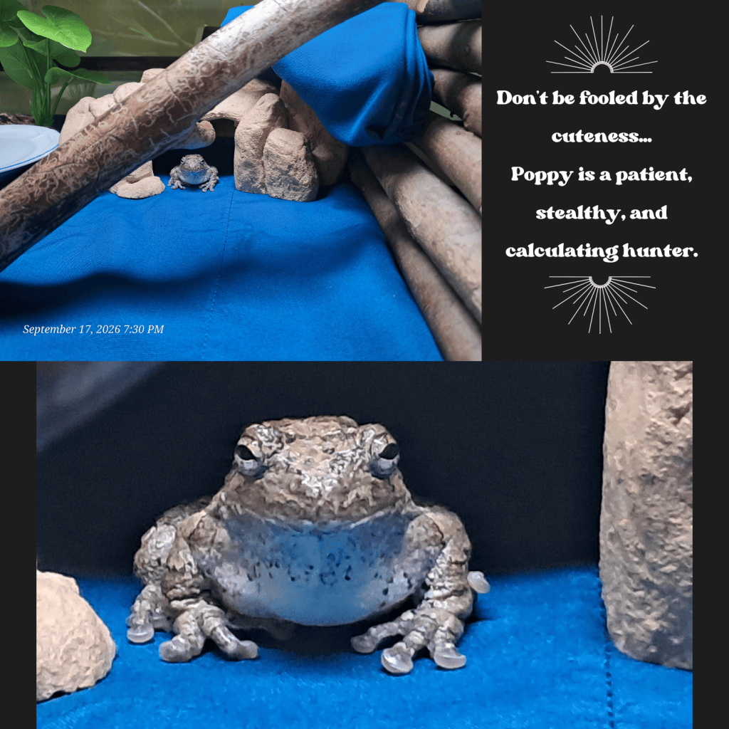 A close-up image of a frog named Poppy resting on a blue fabric surface in a terrarium, surrounded by rocks and wooden structures, with text describing Poppy as a patient and calculating hunter.