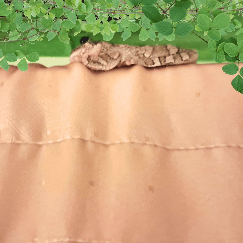 A close-up of a fabric with soft folds and a textured surface, featuring a small lizard resting on the edge.