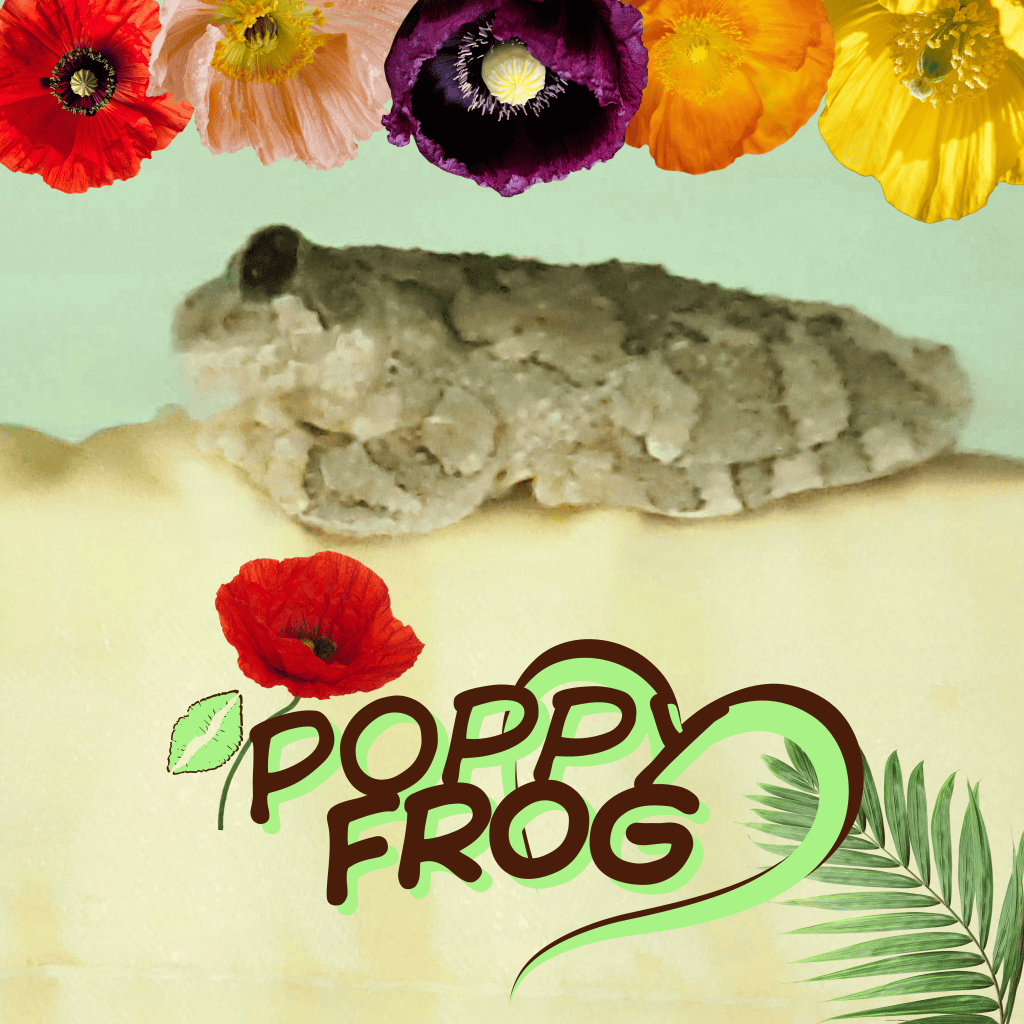 A close-up of a poppy frog resting on a light-colored surface, surrounded by colorful flowers and the text 'POPPY FROG'.