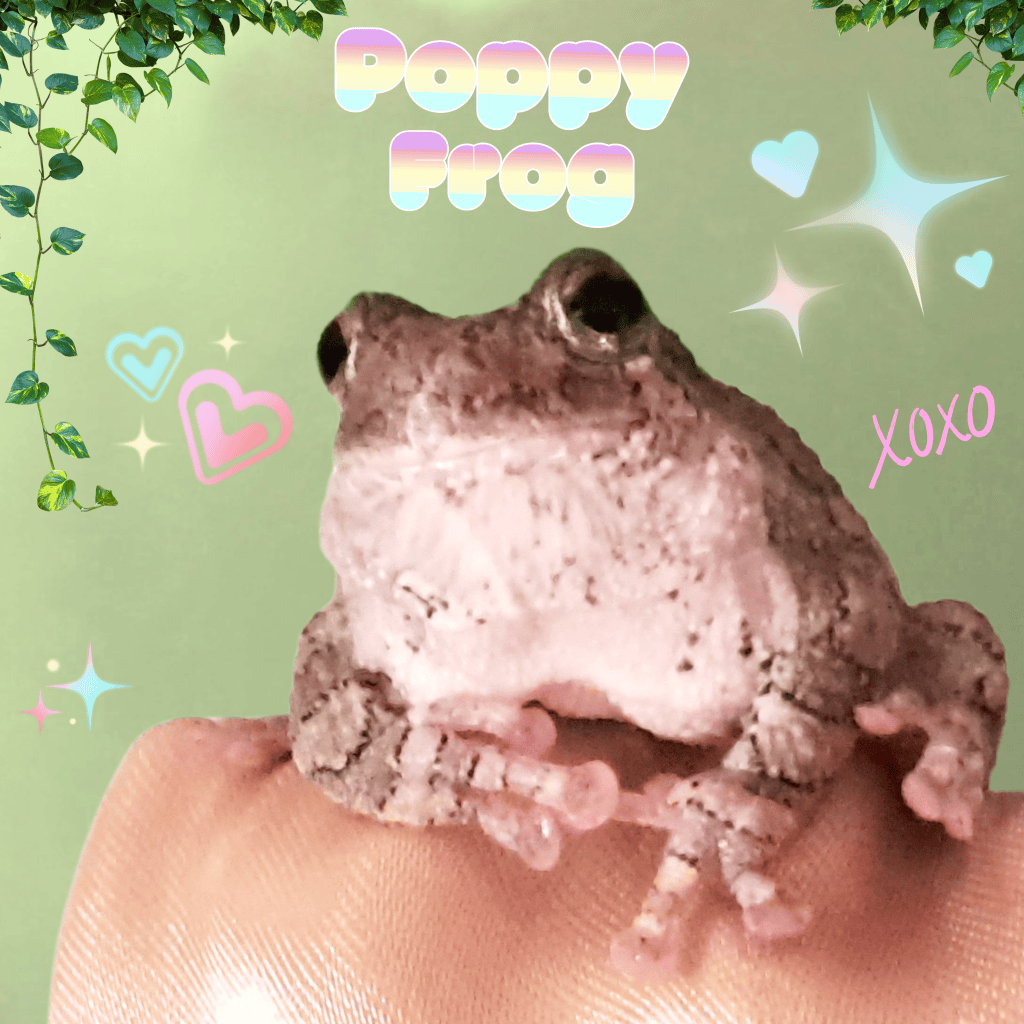 A close-up of a gray frog sitting on a finger, with a soft green background and playful graphic elements like hearts and stars, labeled 'Poppy Frog' with 'xoxo' written nearby.