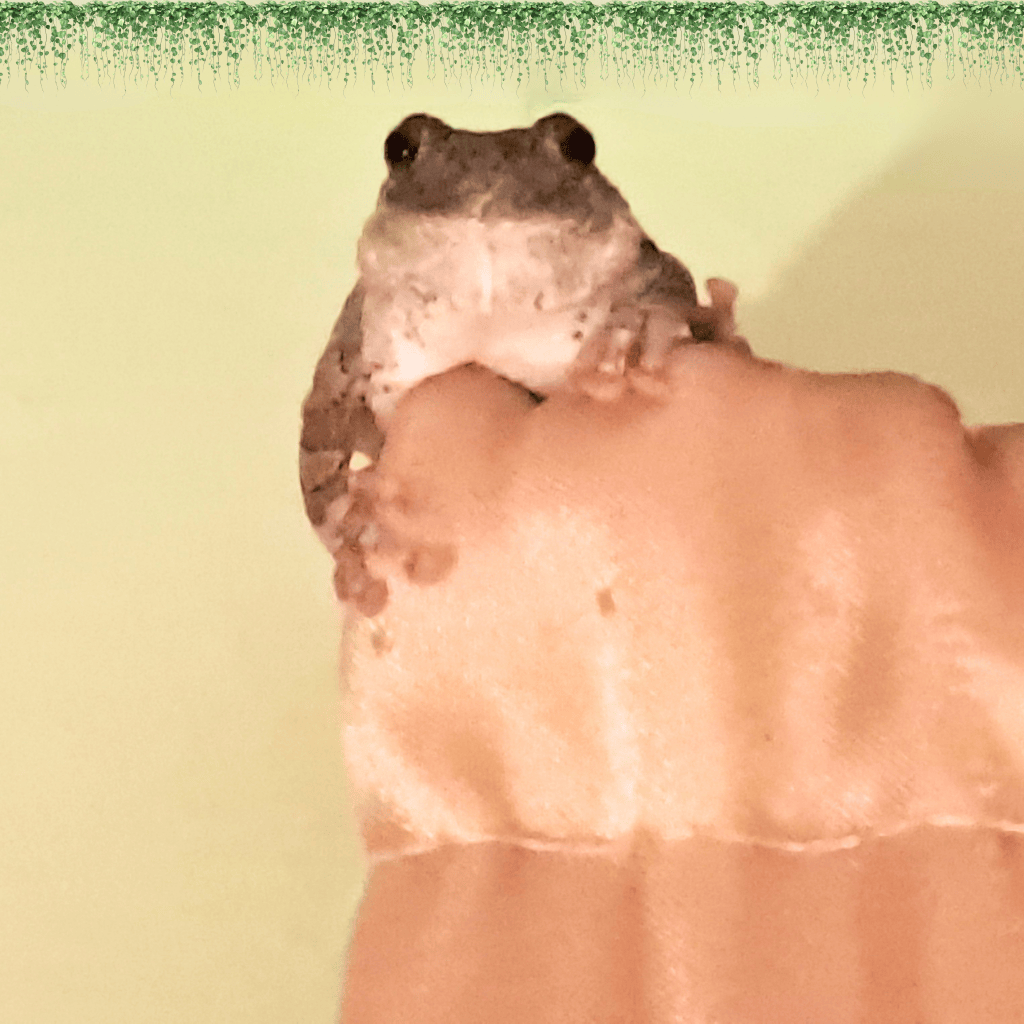 A close-up of a small frog perched on a hand, against a light green background.