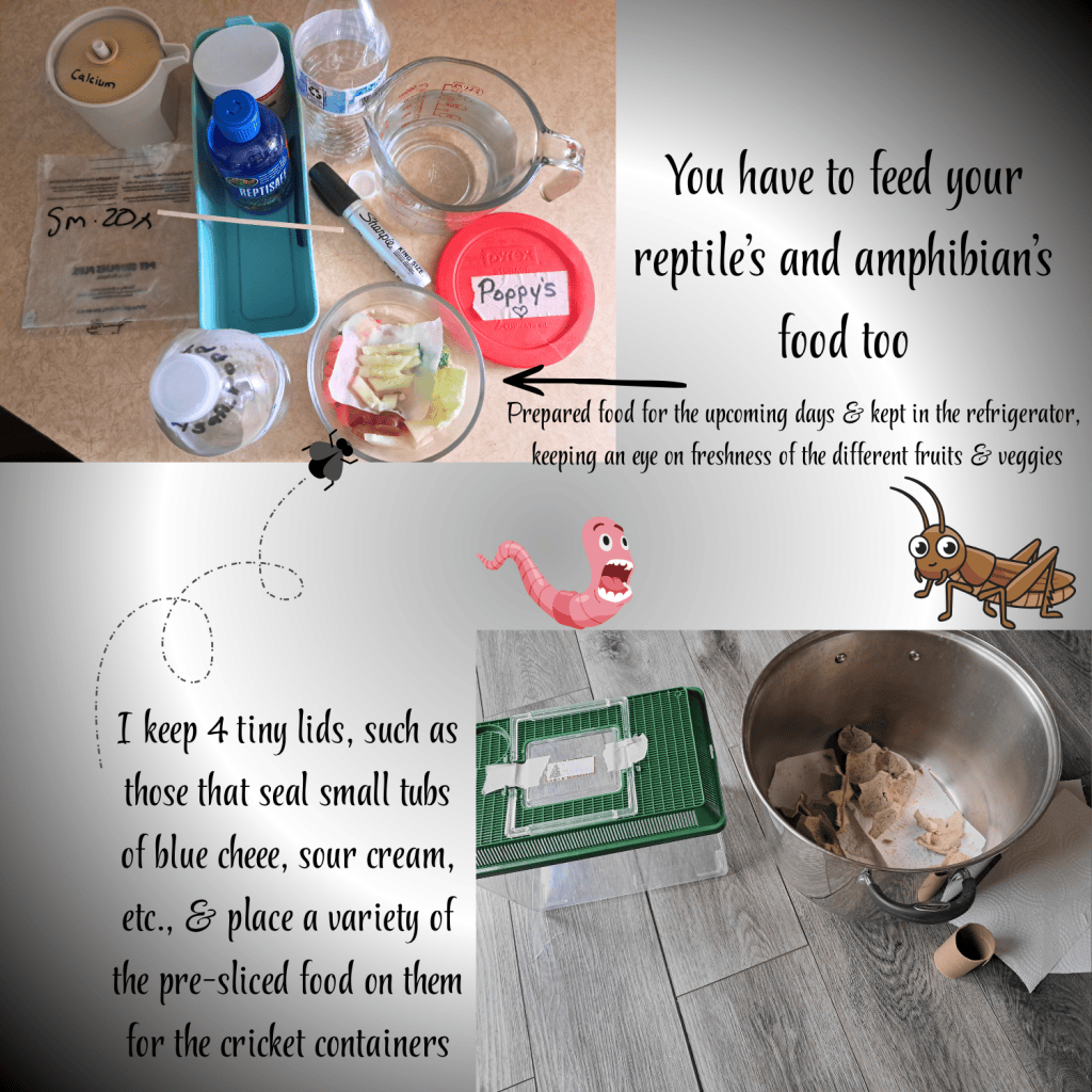 A collection of items for preparing food for reptiles and amphibians, including containers, water bottles, measuring cup, and pre-prepared food in a refrigerator-safe dish. There are also lids for small containers and a bowl for crickets.